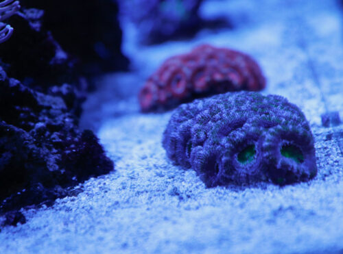 red and purple acan corals in a saltwater nano